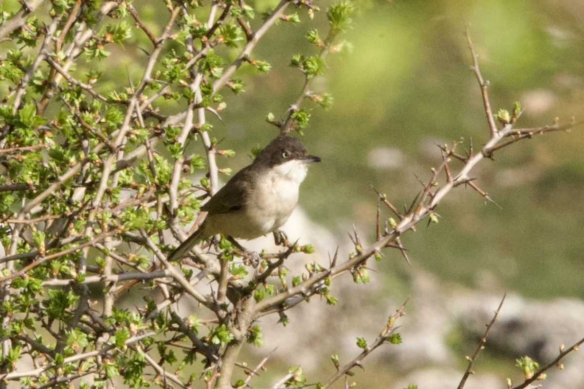 Western Orphean Warbler - John Bruin