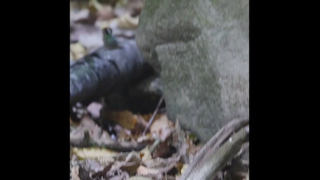 White-eared Hummingbird - ML617928500