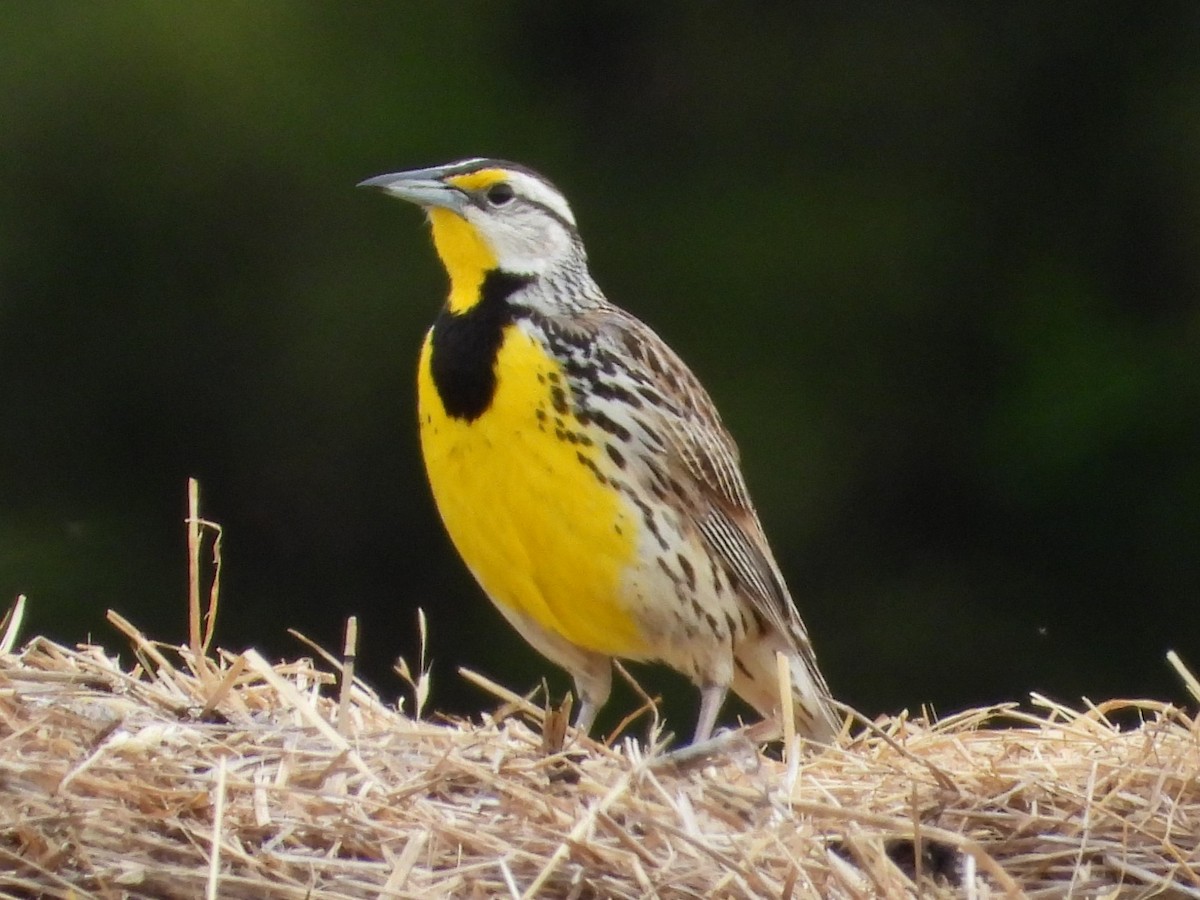 Eastern Meadowlark - ML617928530