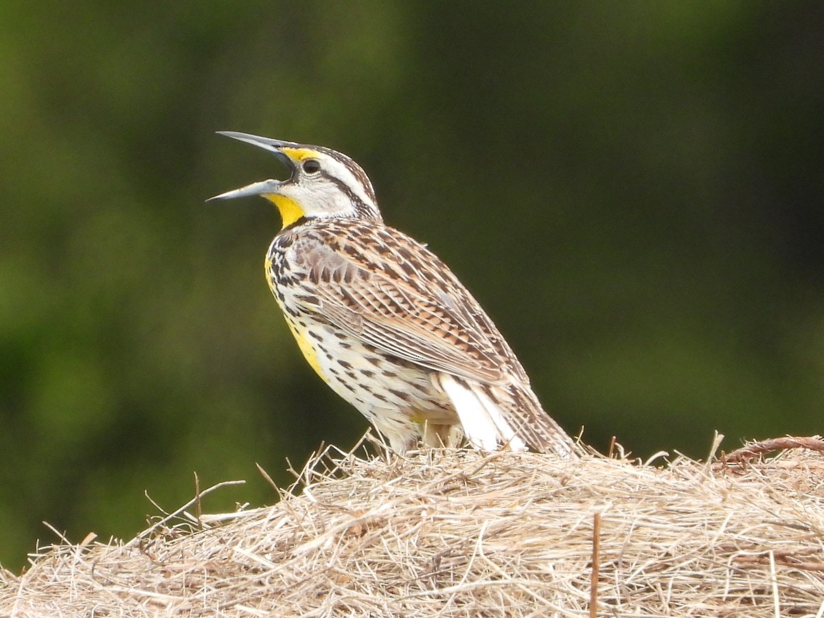 Eastern Meadowlark - ML617928531