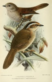 Rusty-capped Fulvetta - ML617928534