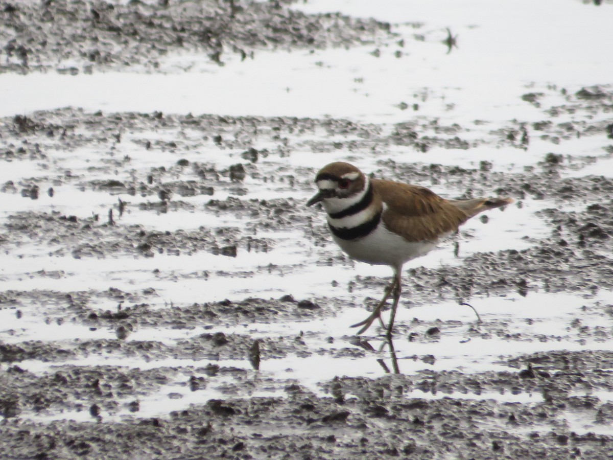 Killdeer - ML617928536