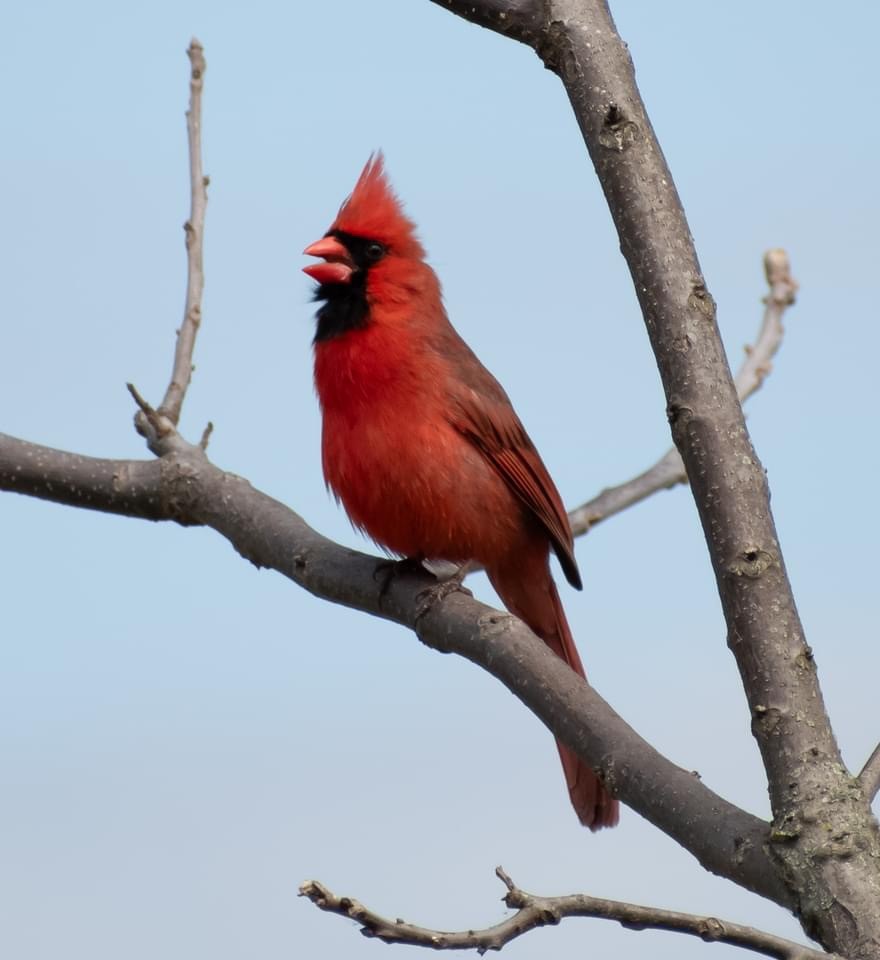 Cardinal rouge - ML617928540