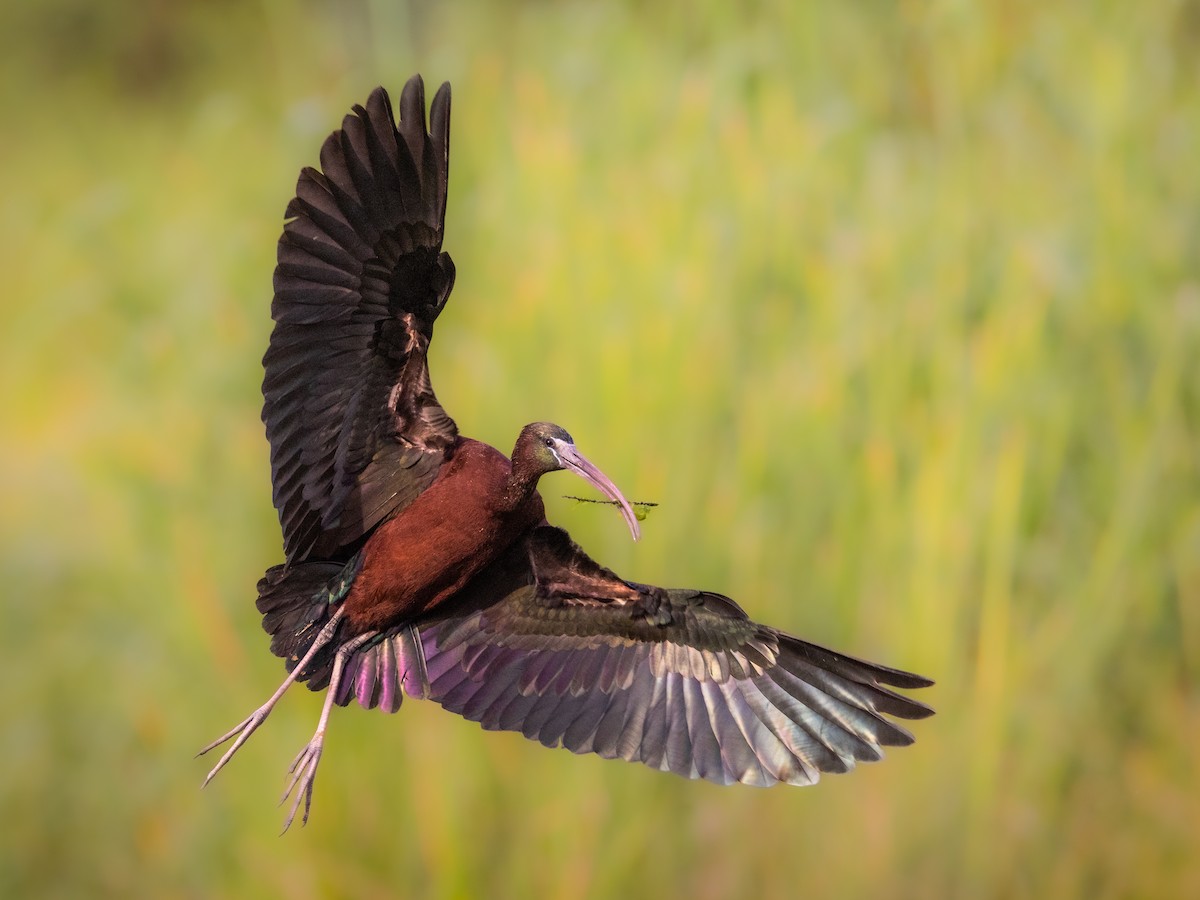 Glossy Ibis - ML617928541