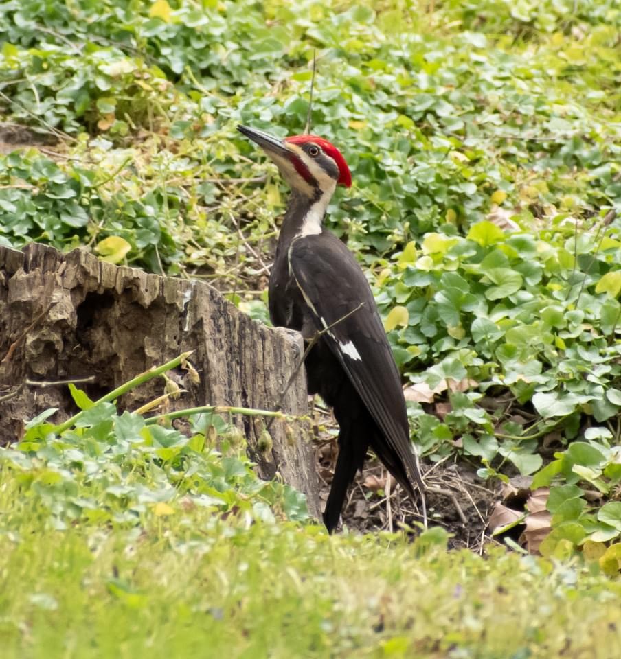 Pileated Woodpecker - ML617928548