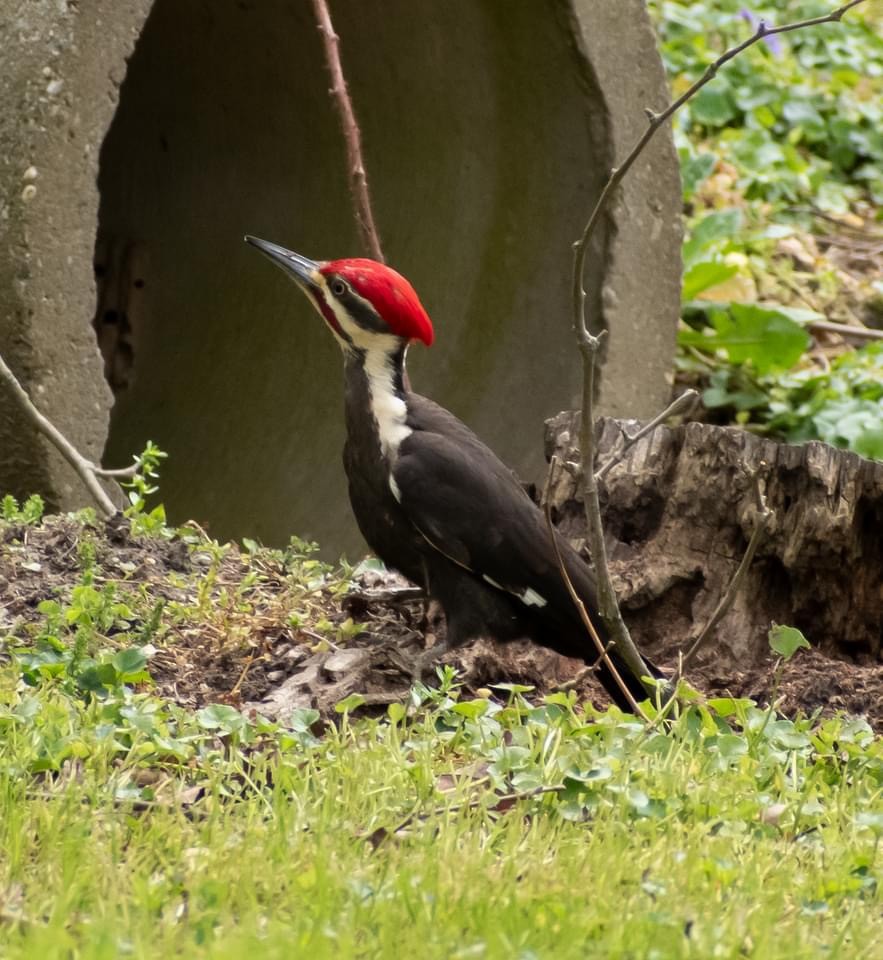 Pileated Woodpecker - ML617928549
