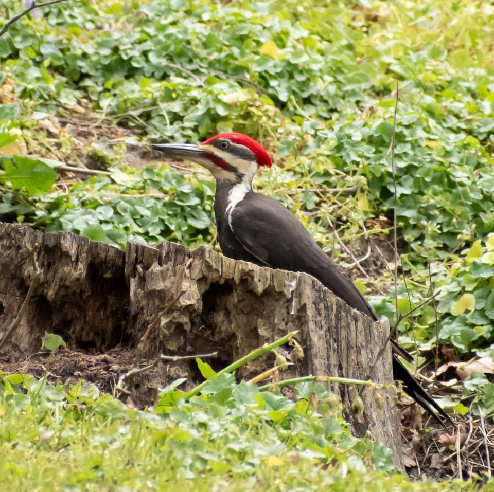 Pileated Woodpecker - ML617928550