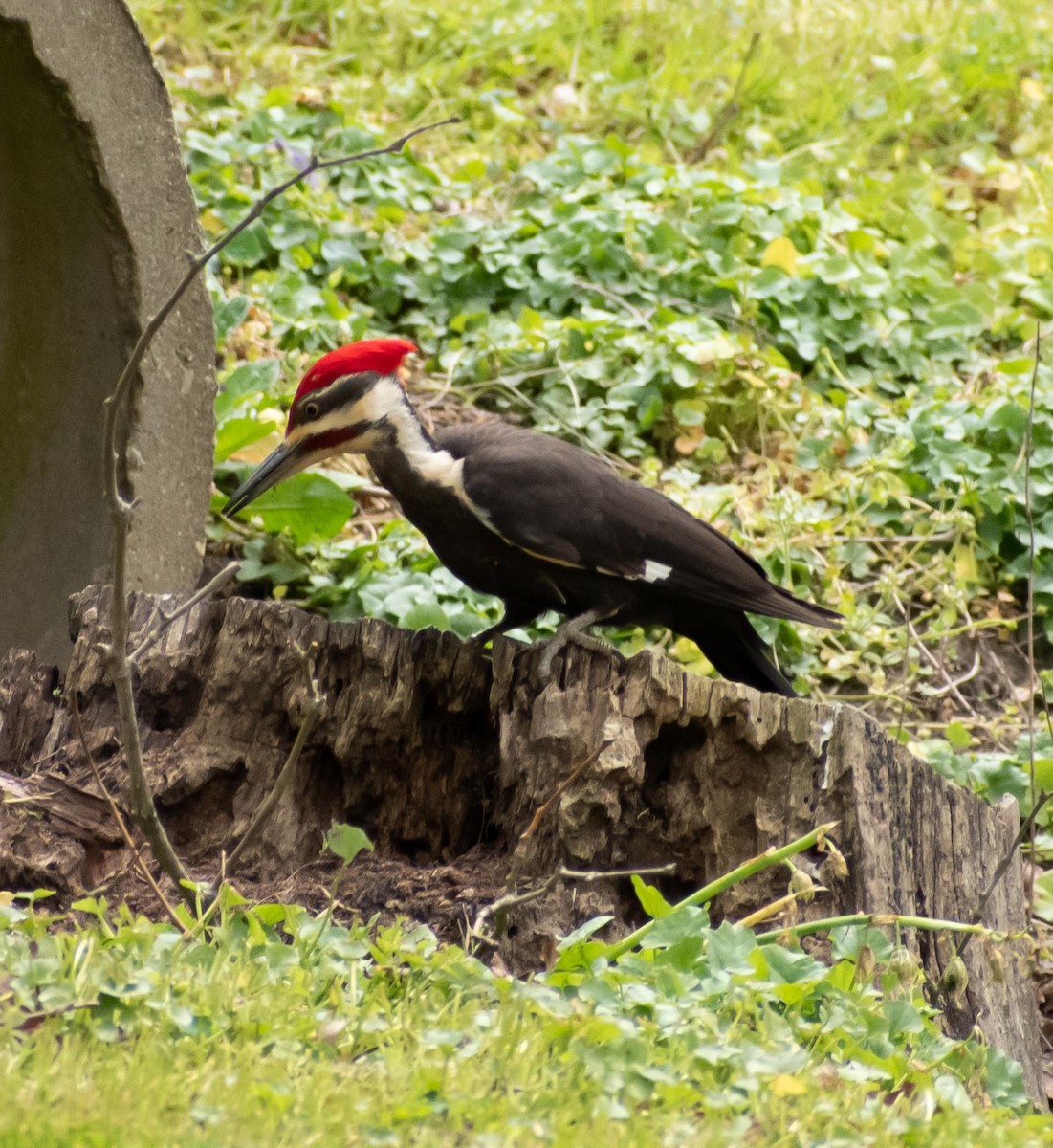 Pileated Woodpecker - ML617928551