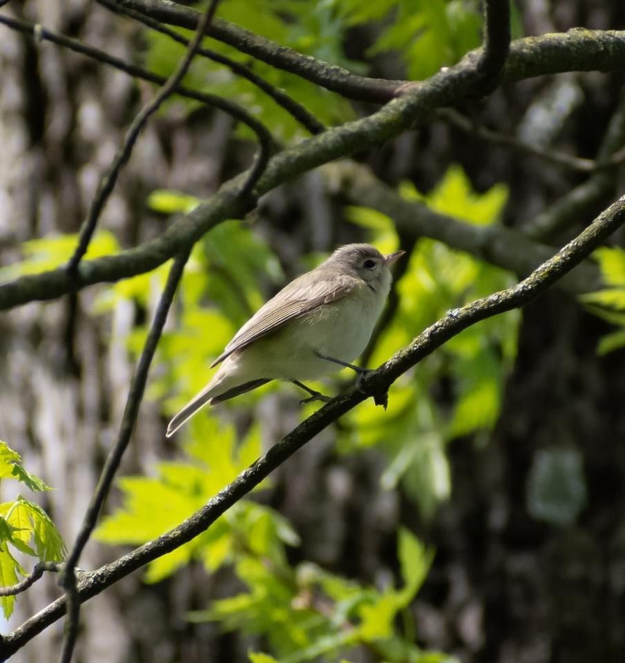 Warbling Vireo - ML617928558