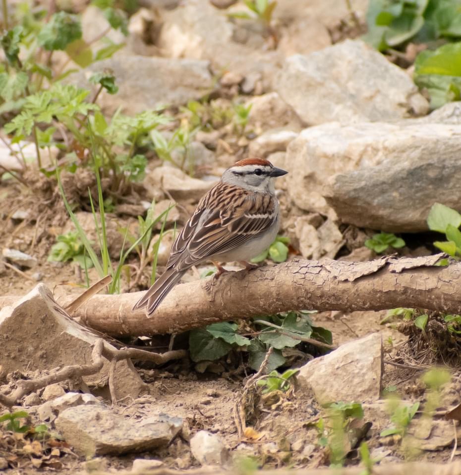 Chipping Sparrow - ML617928568