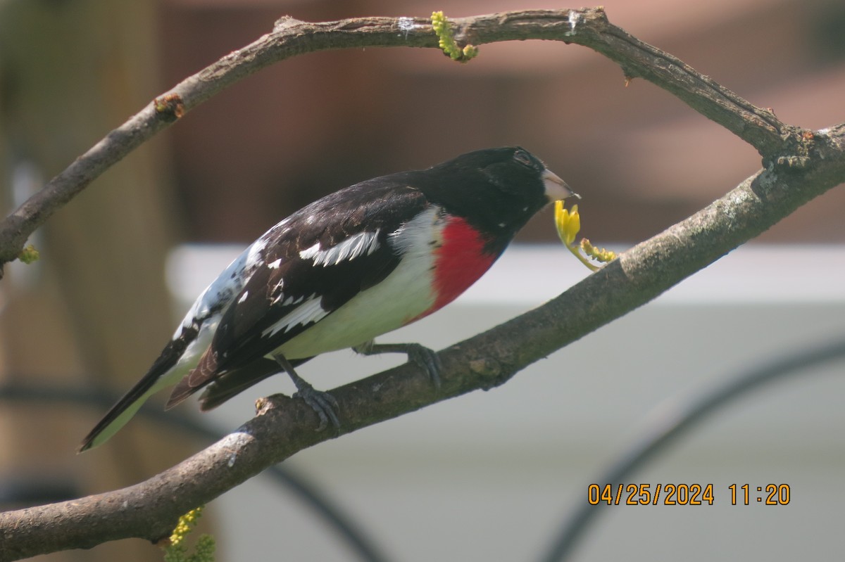 Rose-breasted Grosbeak - ML617928574