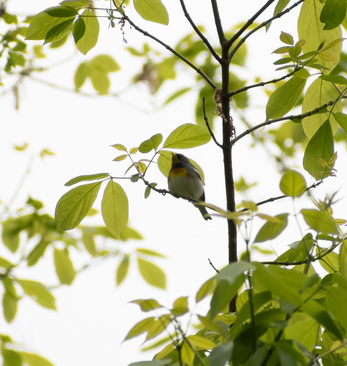 Northern Parula - ML617928579