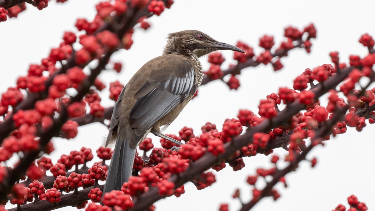 New Caledonian Friarbird - ML617928580