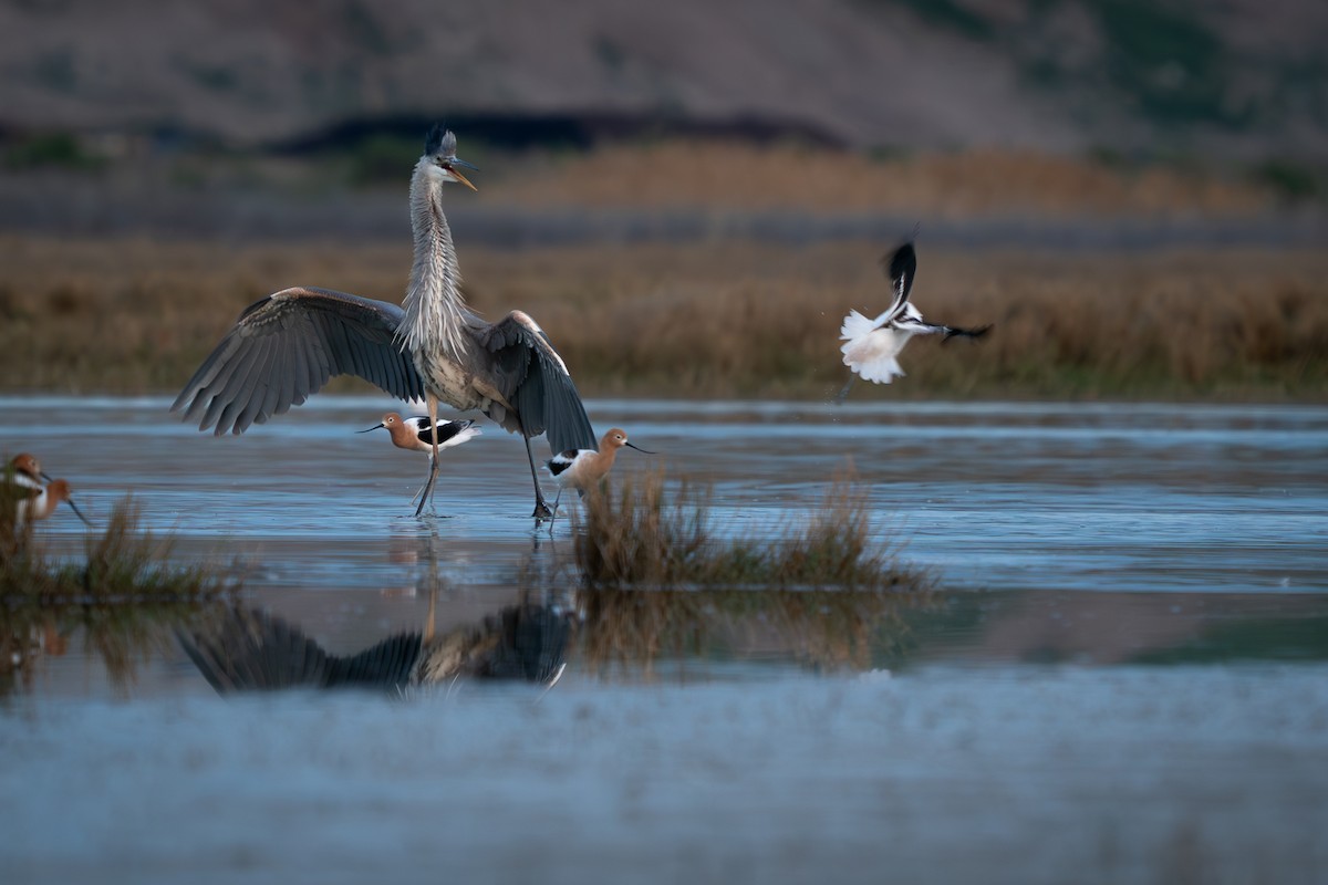 Great Blue Heron - Matt Hoecherl