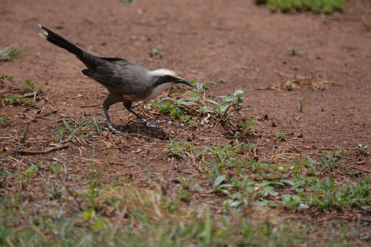 Gray-crowned Babbler - ML617928590