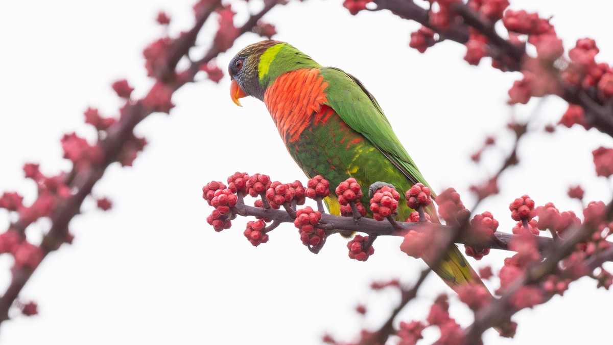 新幾內亞彩虹吸蜜鸚鵡 - ML617928607