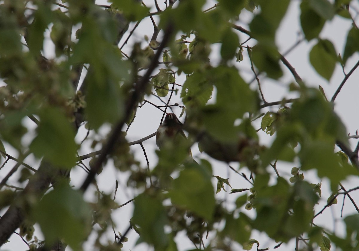 European Goldfinch - ML617928629