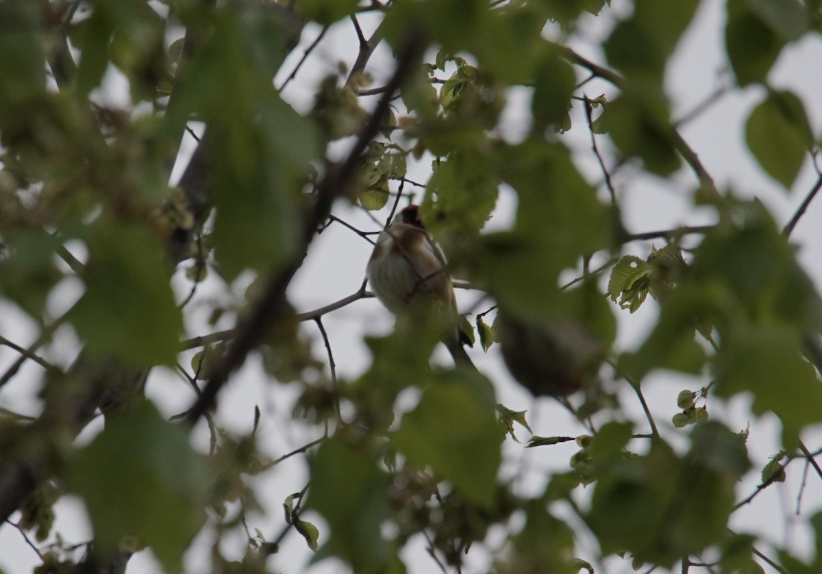 European Goldfinch - ML617928630