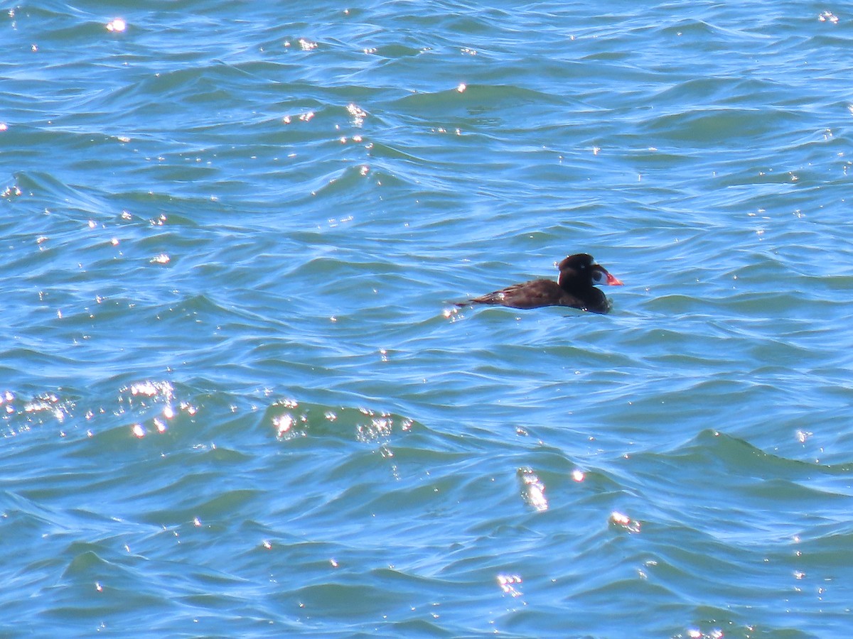 Surf Scoter - ML617928631