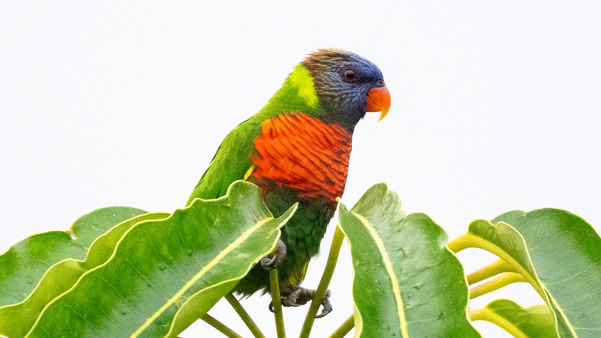 新幾內亞彩虹吸蜜鸚鵡 - ML617928635