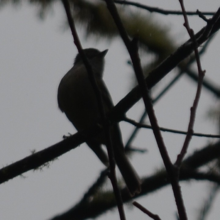 Hammond's Flycatcher - Kerry Serl