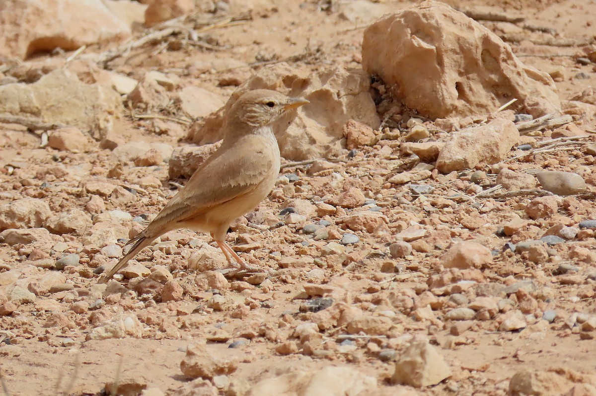 Desert Lark - José María García Jiménez