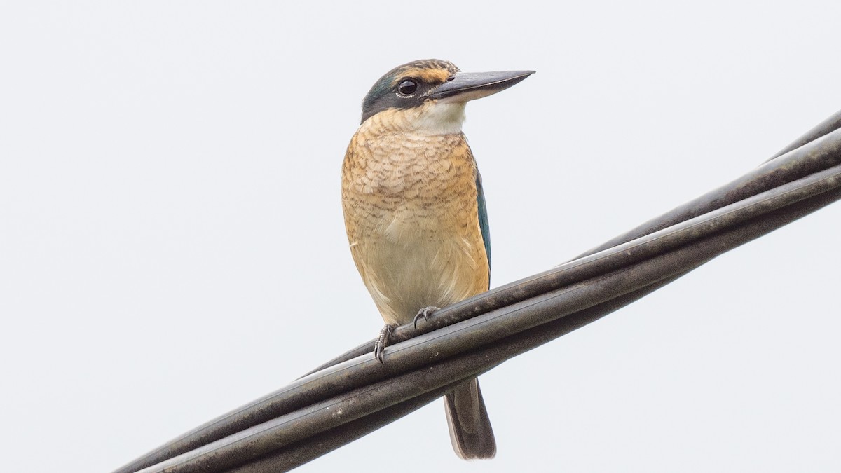 Sacred Kingfisher (New Caledonian) - ML617928727