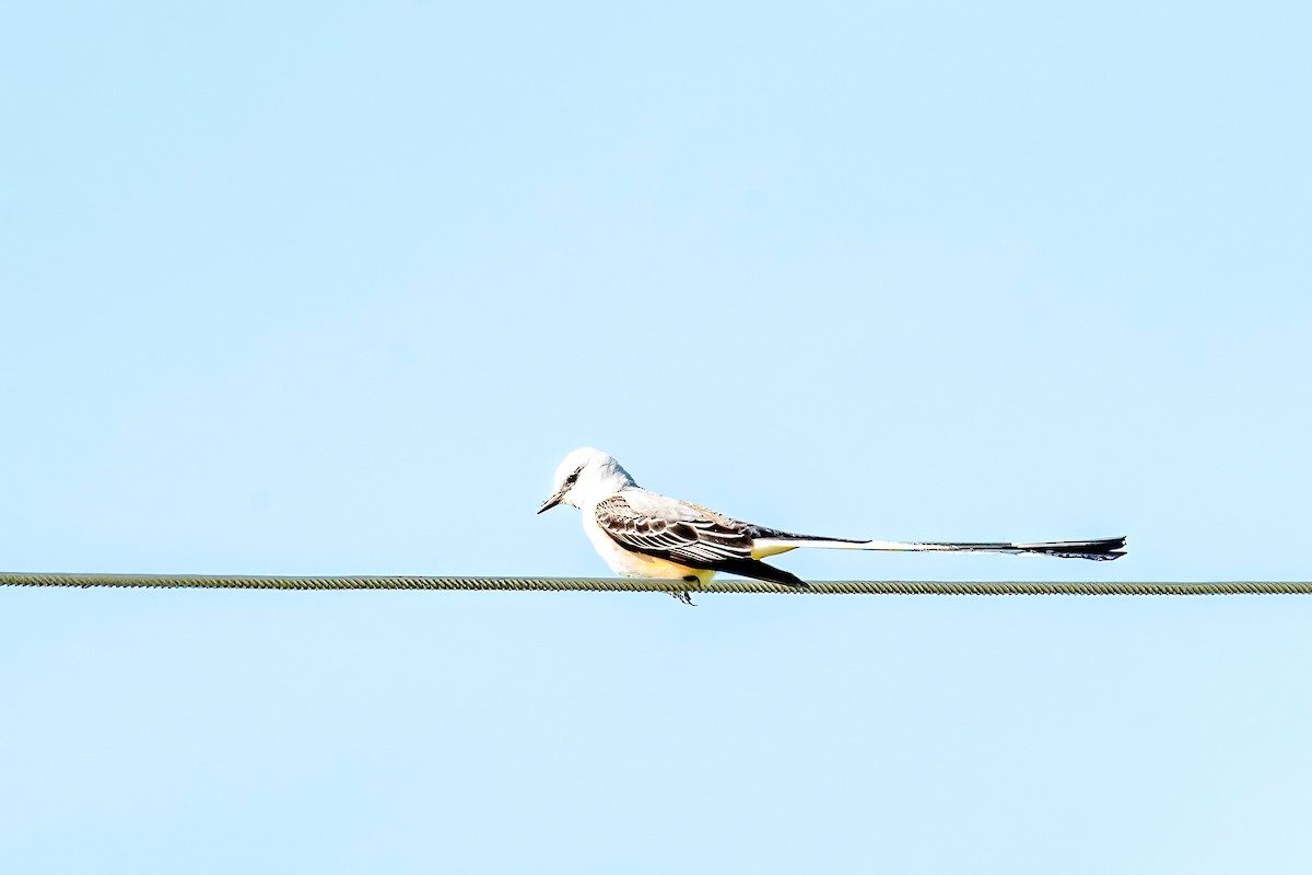 Scissor-tailed Flycatcher - ML617928739