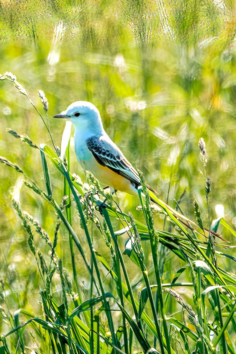 Scissor-tailed Flycatcher - ML617928740