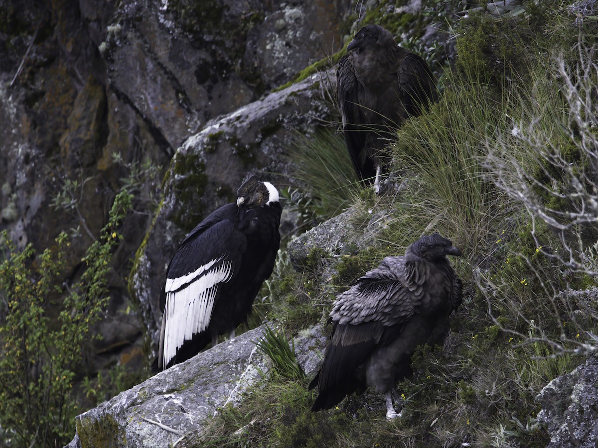 Andean Condor - ML617928769