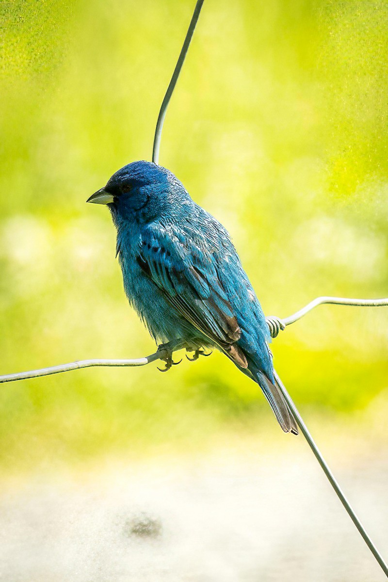 Indigo Bunting - ML617928775