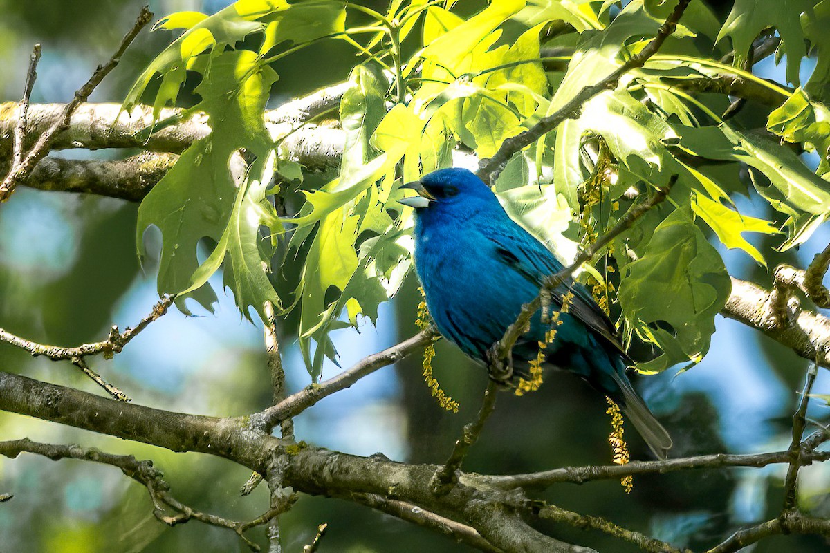 Indigo Bunting - ML617928776