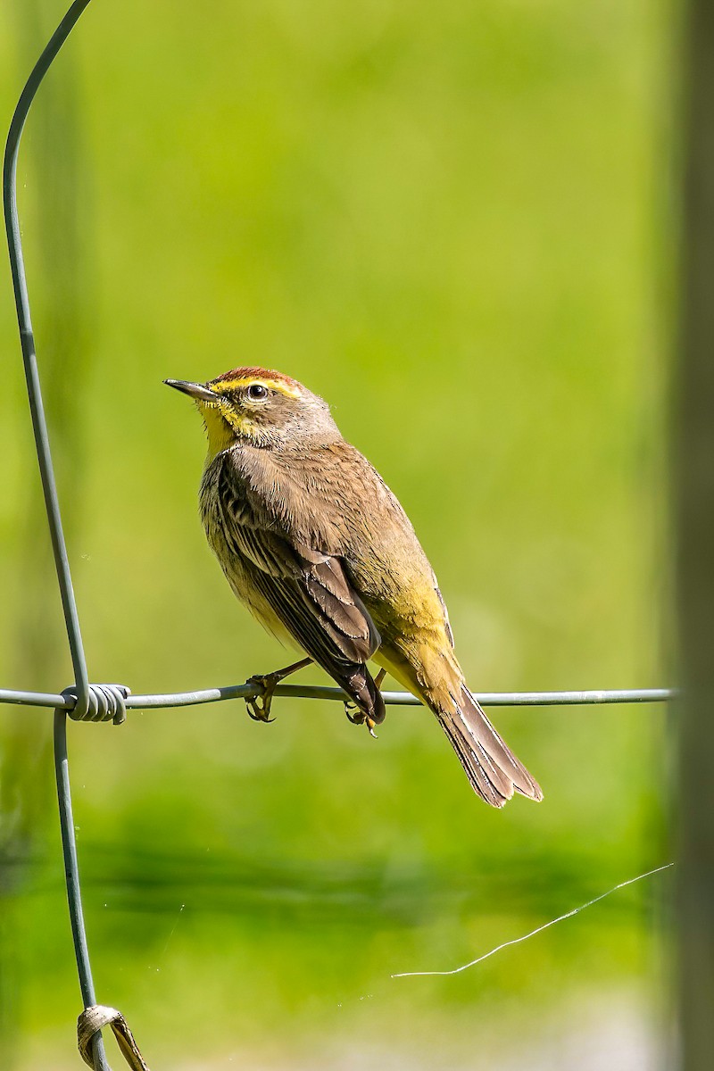 Palm Warbler - ML617928785