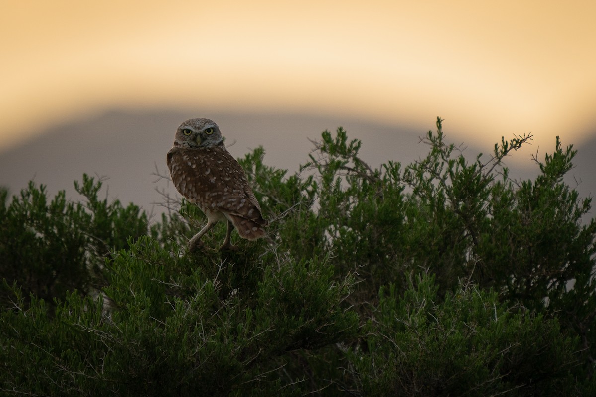 Burrowing Owl - Matt Hoecherl