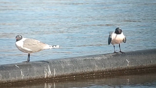 Mouette de Franklin - ML617928808