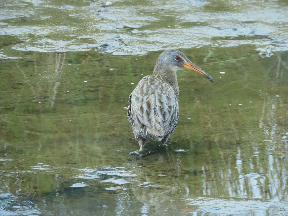 Klapperralle - ML617928892