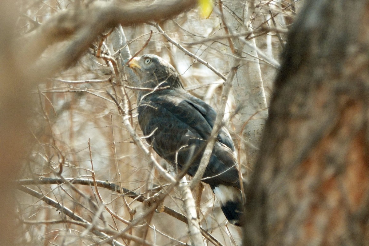 Banded Snake-Eagle - Carl Haynie