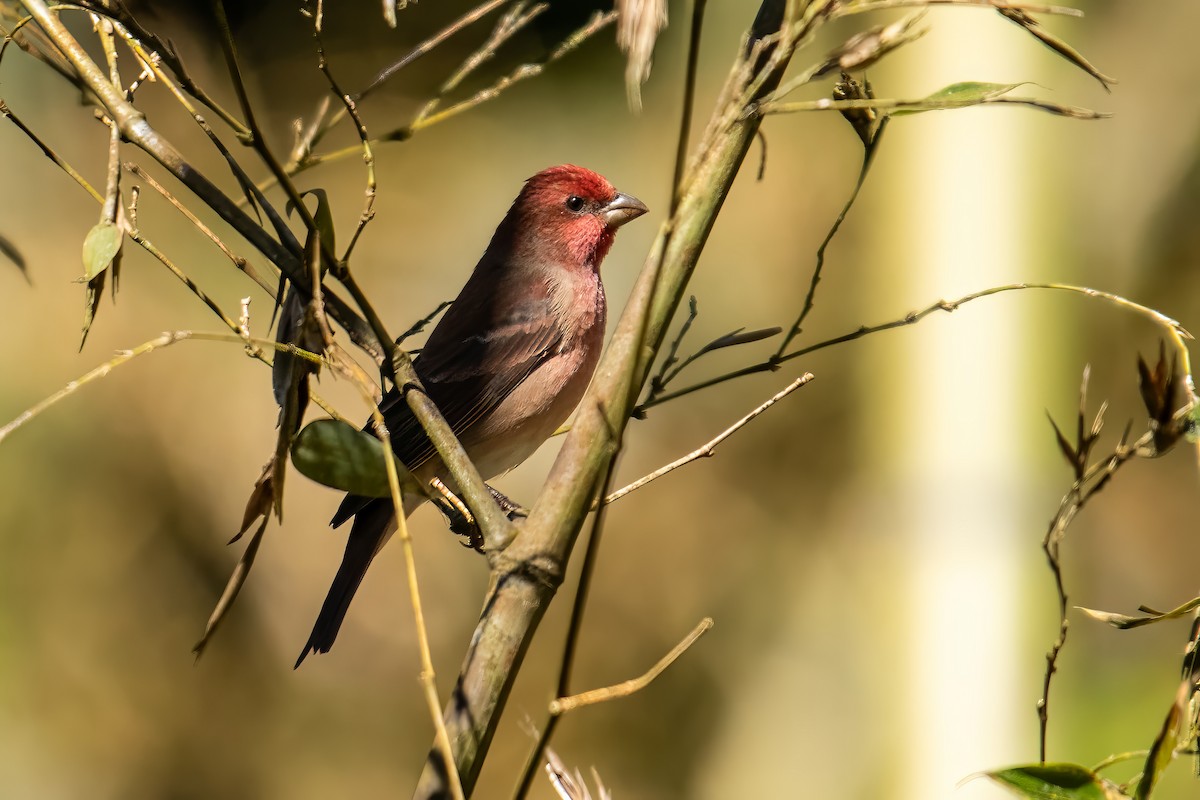 Common Rosefinch - Dominic More O’Ferrall