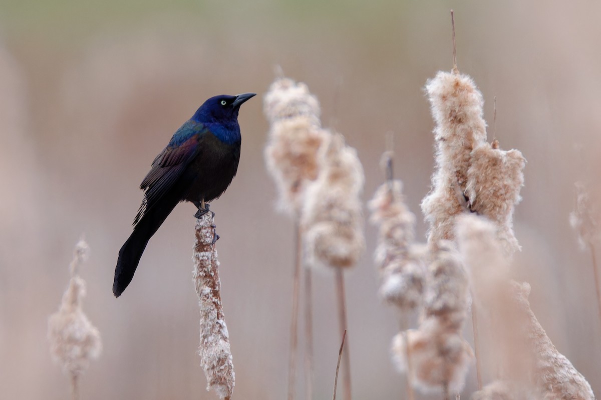 Common Grackle - Matt Tarr