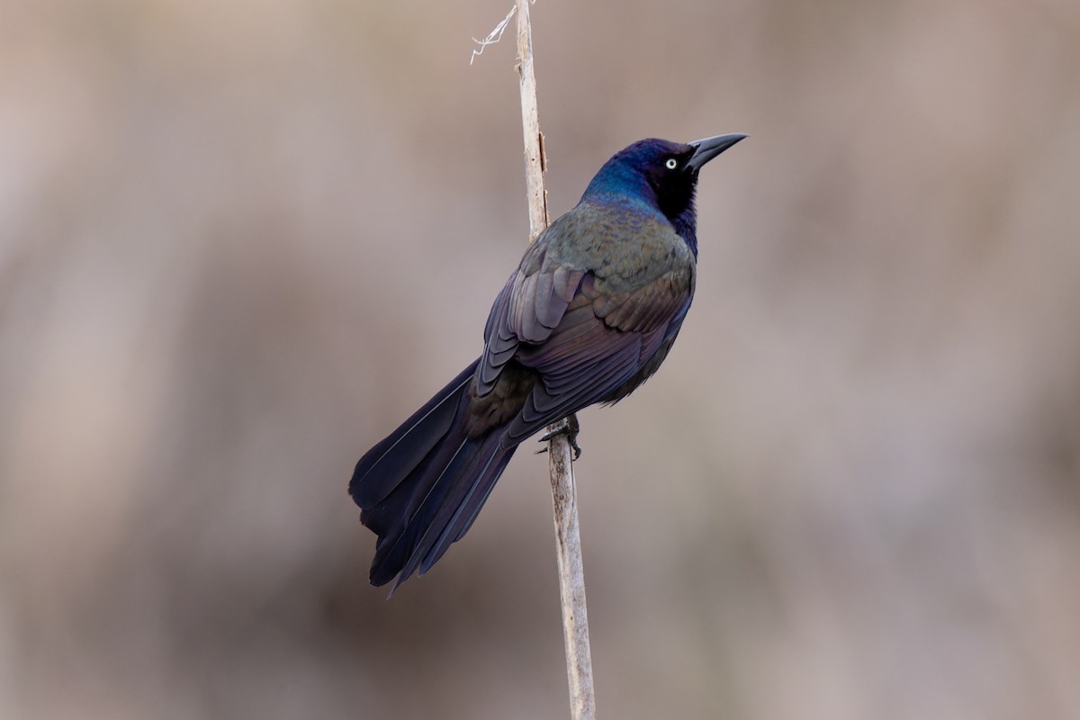 Common Grackle - Matt Tarr