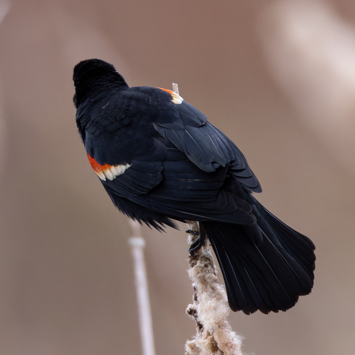 Red-winged Blackbird - Matt Tarr