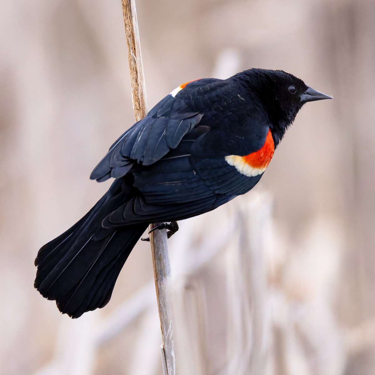 Red-winged Blackbird - Matt Tarr