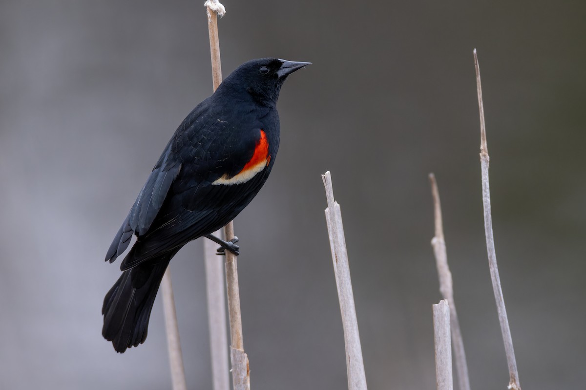 Red-winged Blackbird - Matt Tarr