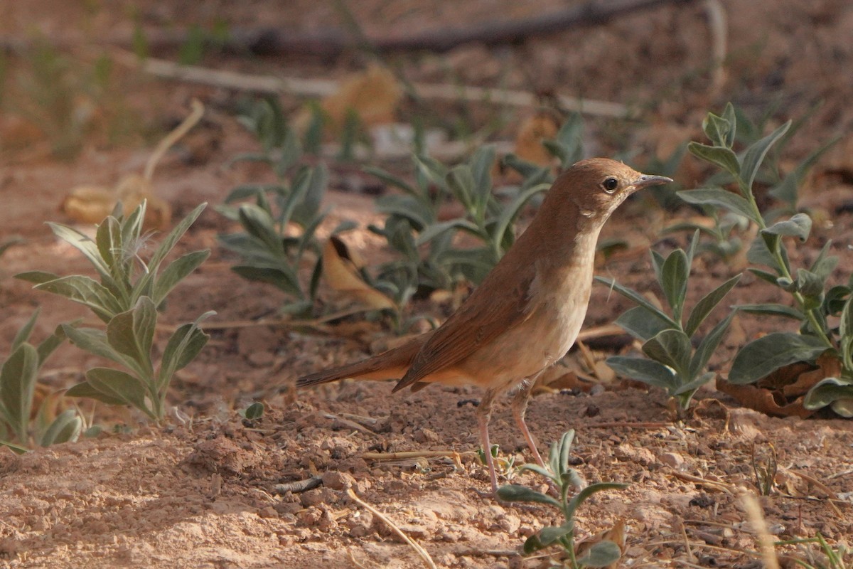 Common Nightingale - ML617928989