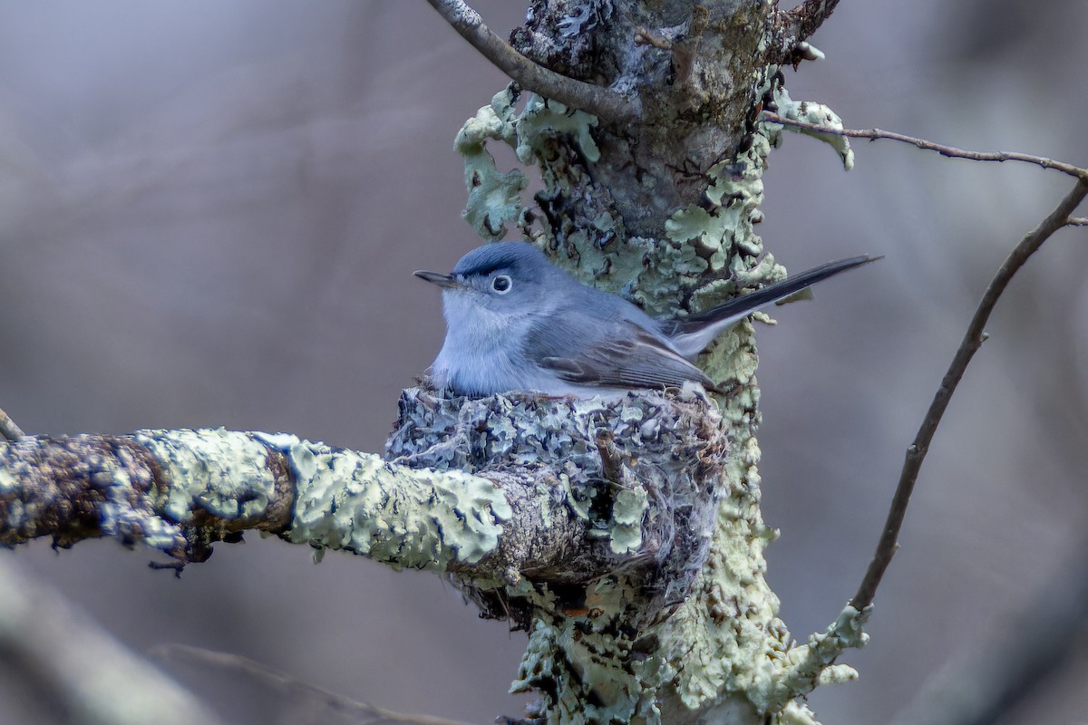 Blue-gray Gnatcatcher - ML617928993