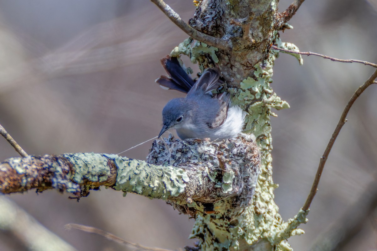 Blue-gray Gnatcatcher - Matt Tarr