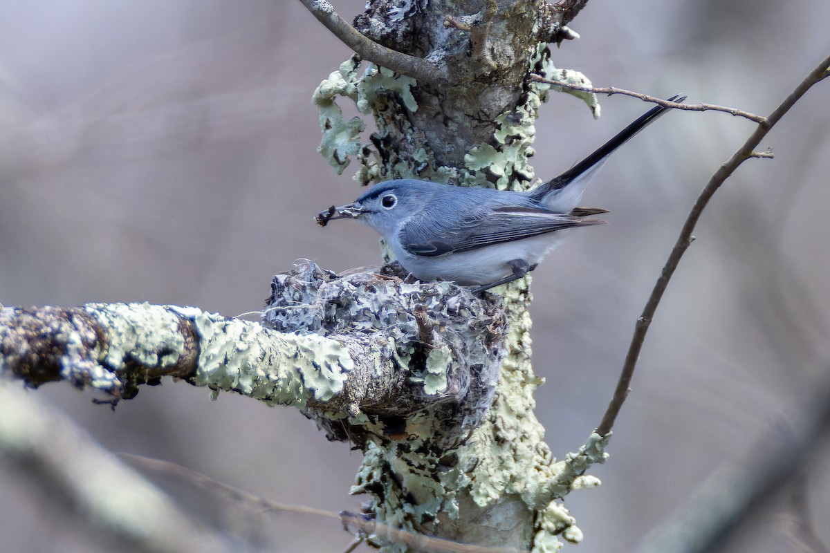 Blue-gray Gnatcatcher - Matt Tarr