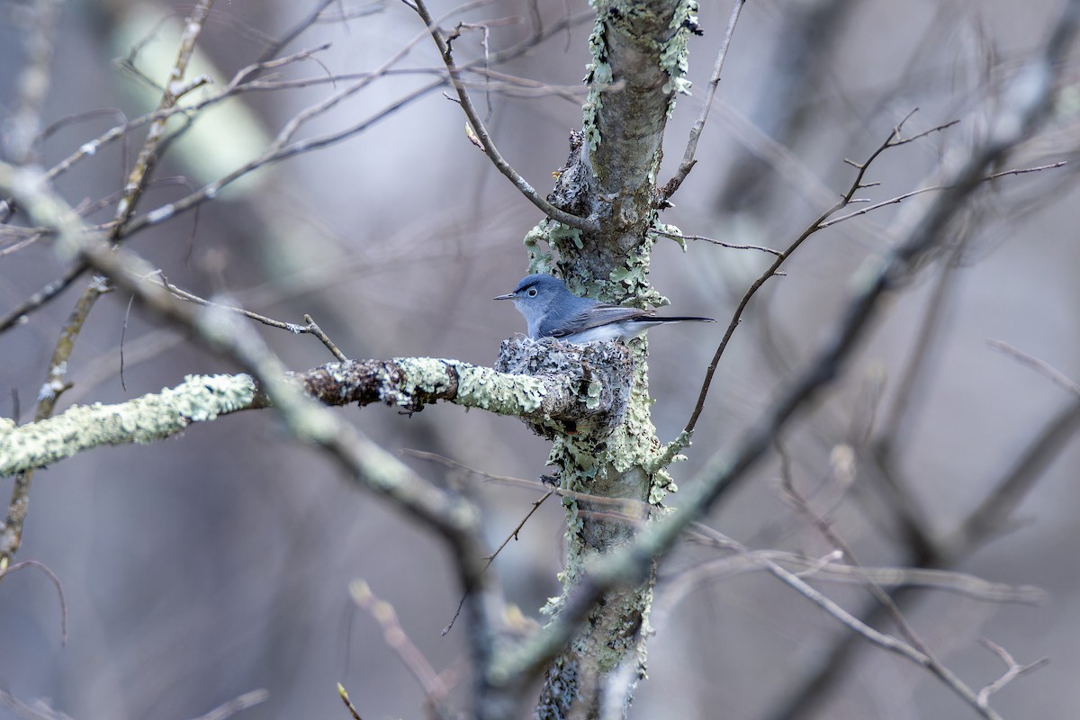 Blue-gray Gnatcatcher - Matt Tarr