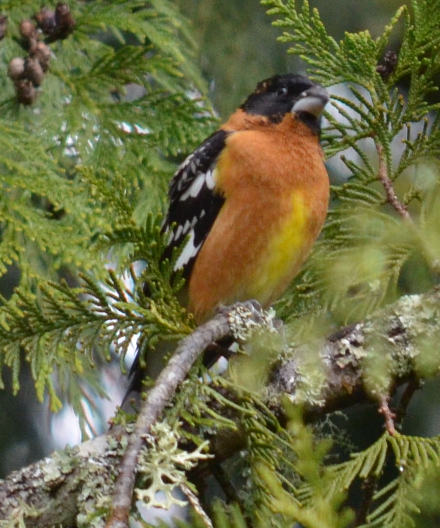 Cardinal à tête noire - ML617928997