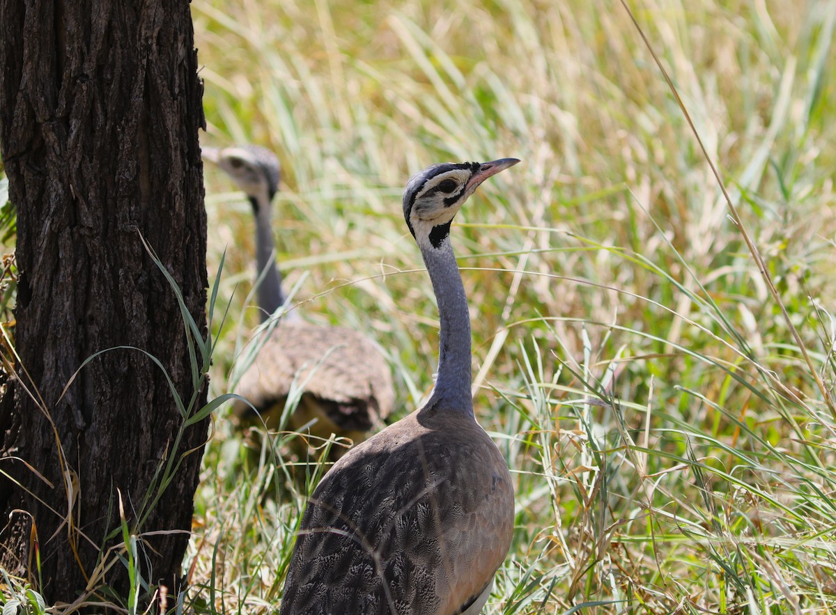 White-bellied Bustard - ML617929000